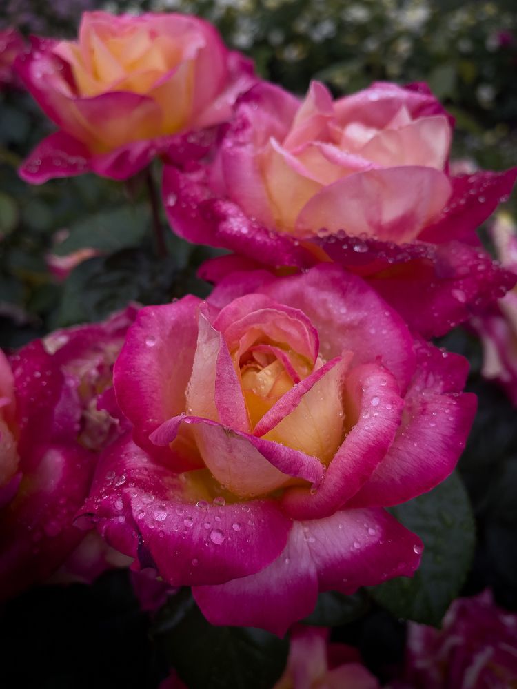 Photograph by Raisa Belova