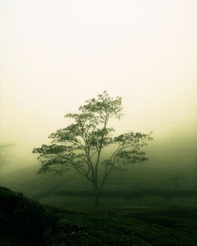 Photograph by Harikrishna C H