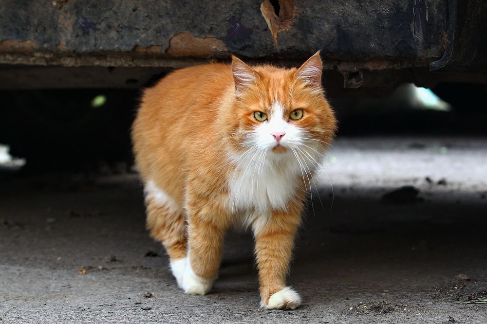 Photograph by Михаил Коршунов