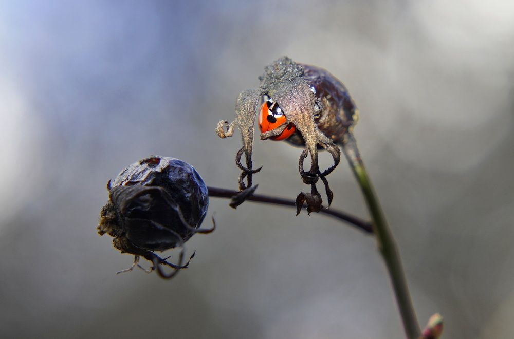 Photograph by Ави Христова