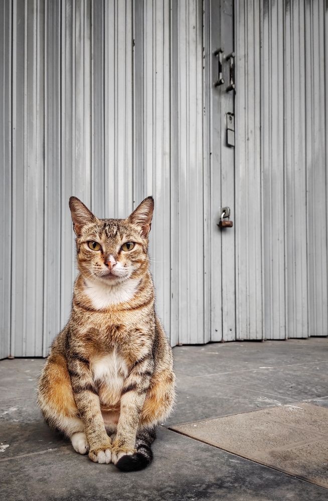 Photograph by  Oscar Simon Wiryahanjaya