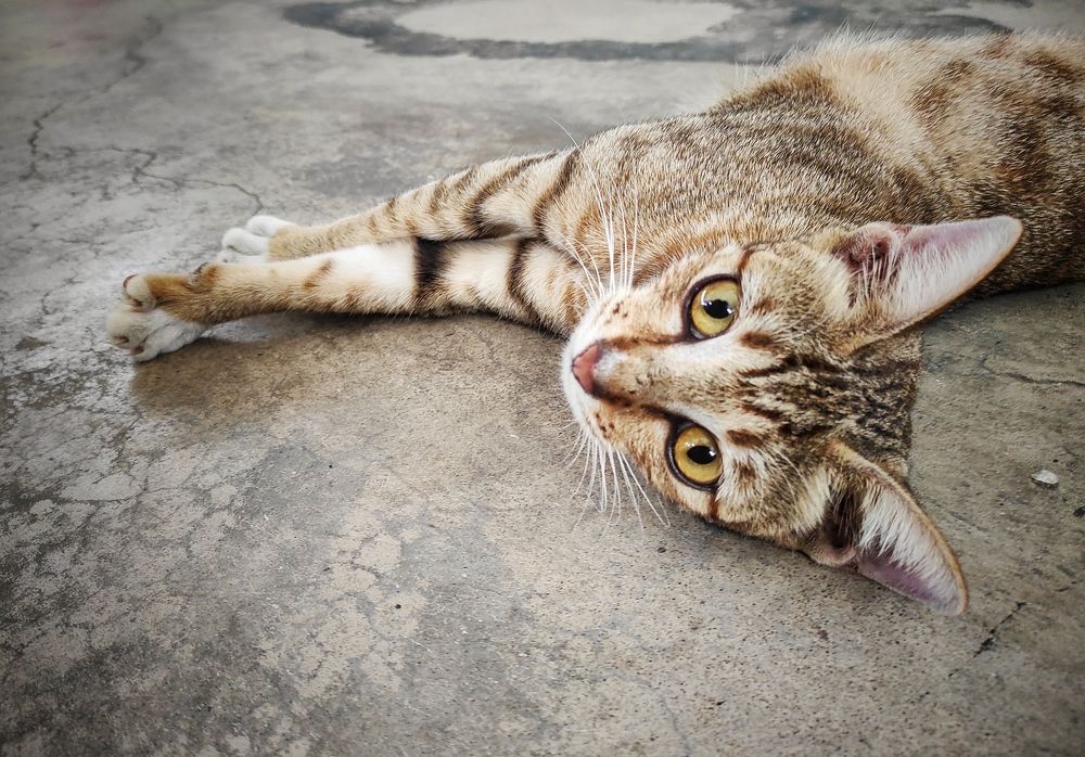 Photograph by  Oscar Simon Wiryahanjaya