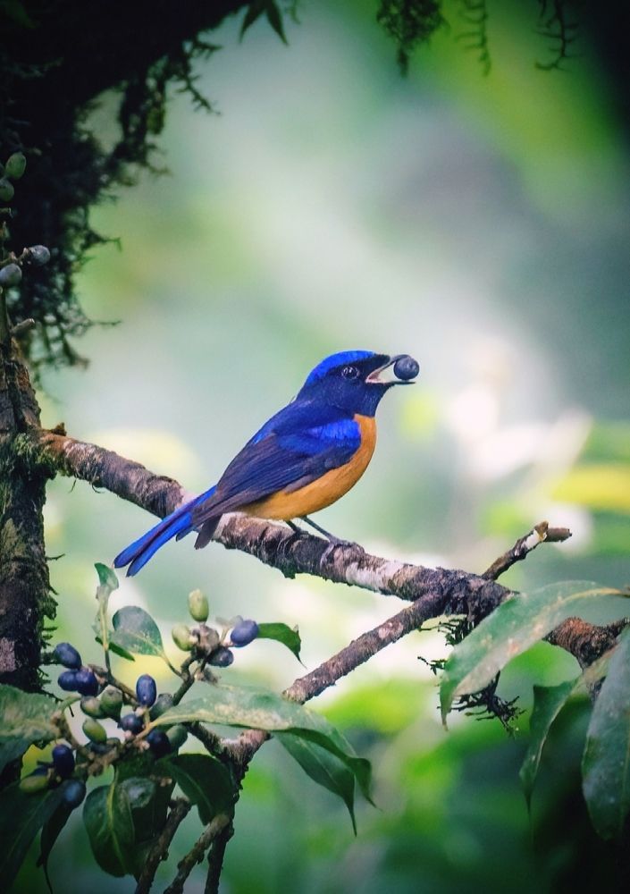 Photograph by AVIJIT KONER