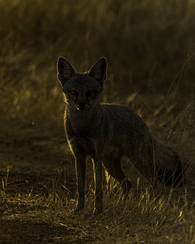 Photograph by Subhash Saraff