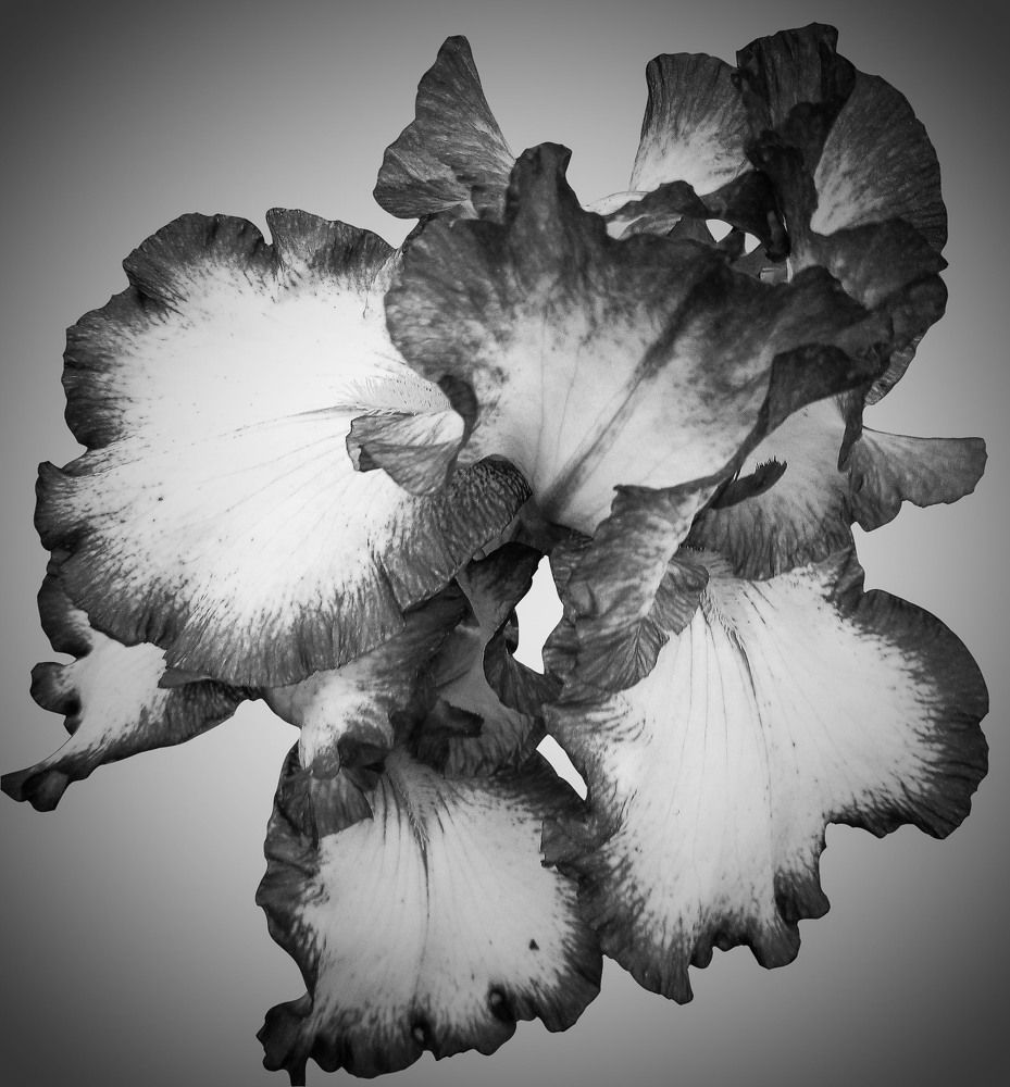 Цветок Ириса / Iris Flower