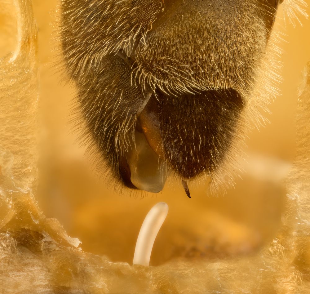 Secret work of the queen bee