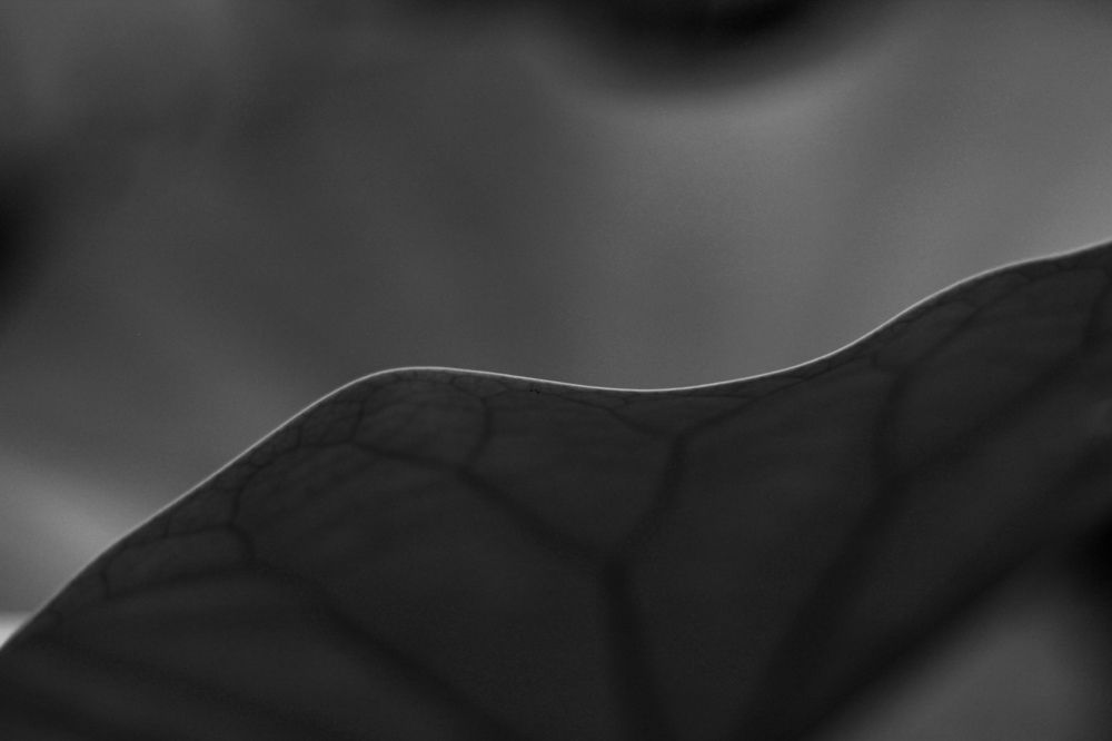 Photograph by Atefeh