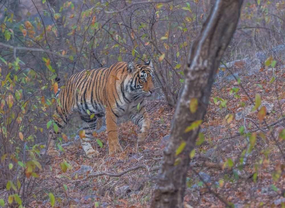 Photograph by ANEESH BHASKARAN