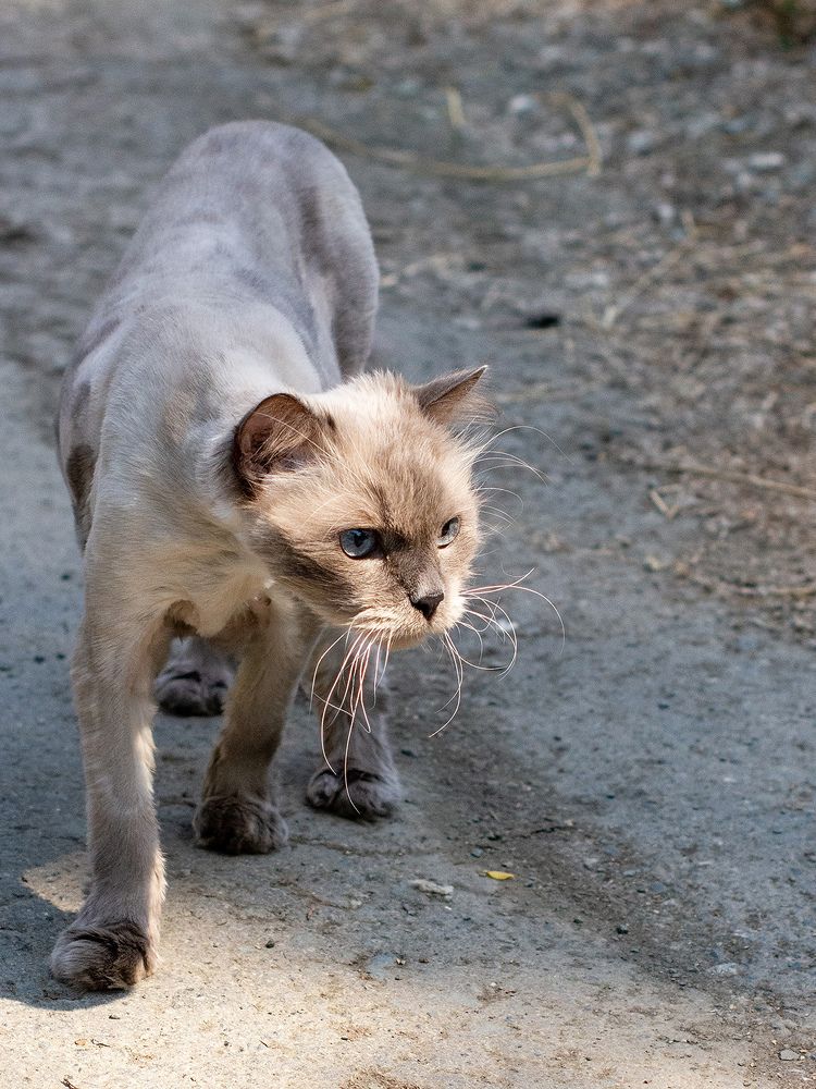 Гроза двора