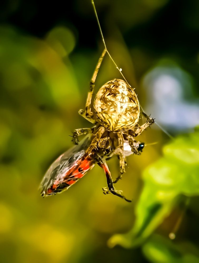 Photograph by Harry Syahrizuan