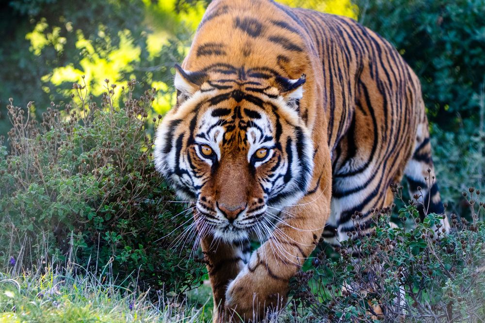 Photograph by Abed Abedaljalil