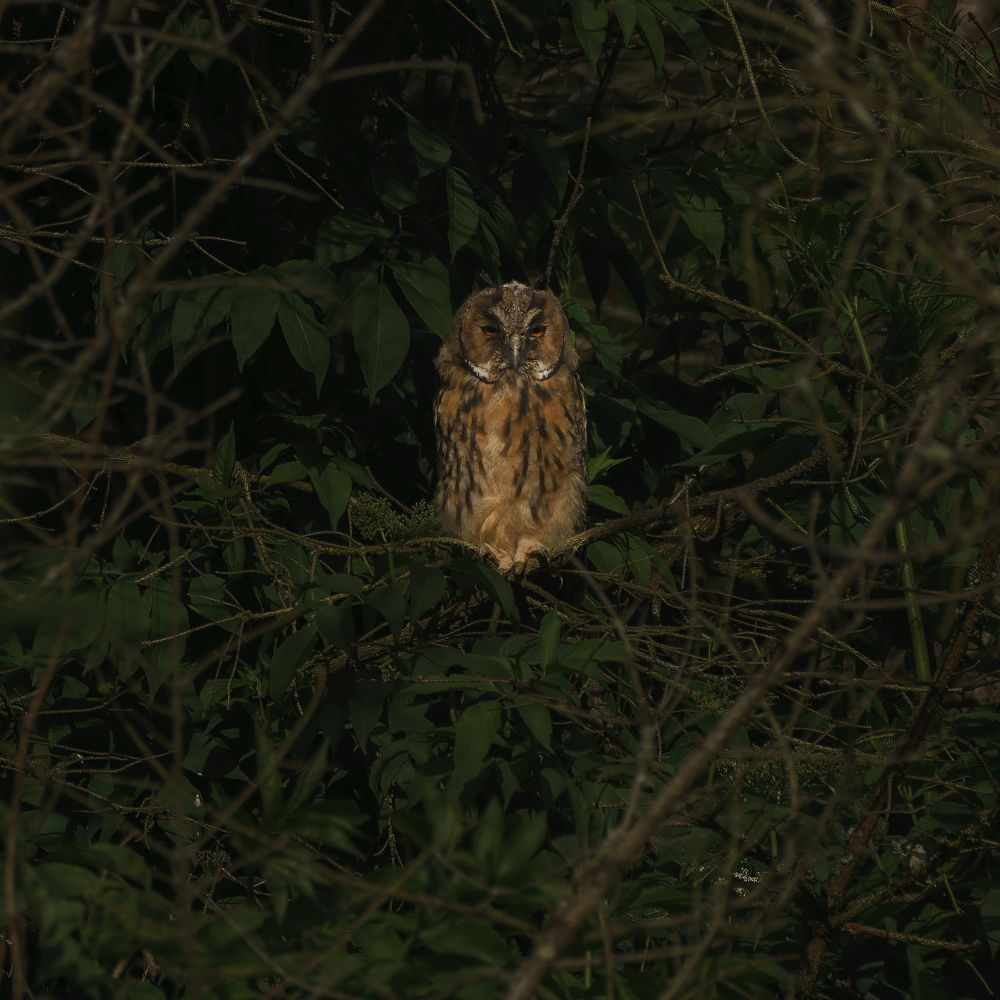 Photograph by Manu Zucchi