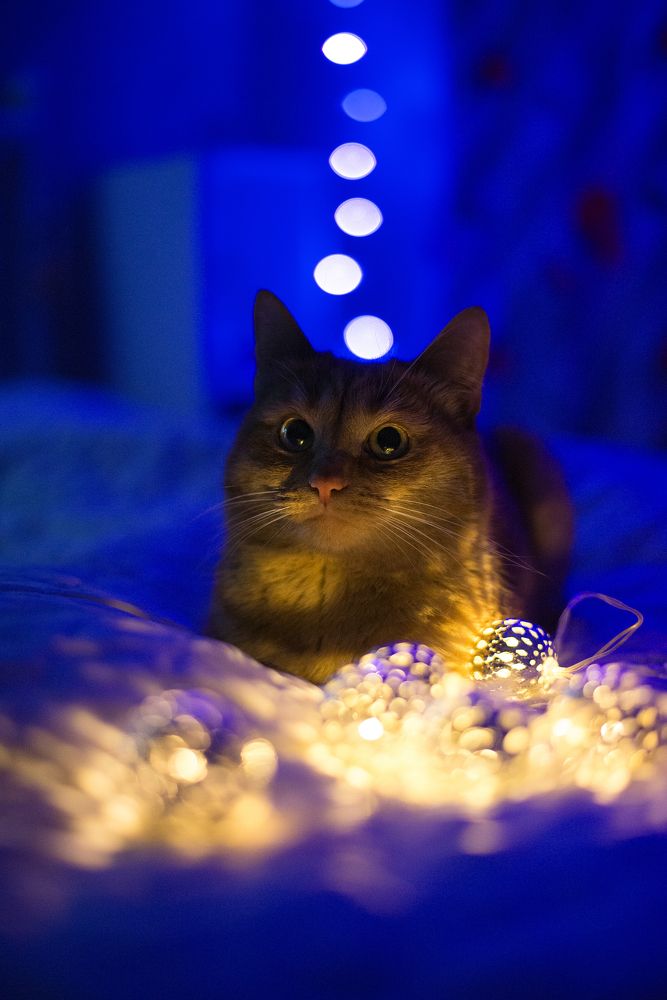 Photograph by Сергей Стариков