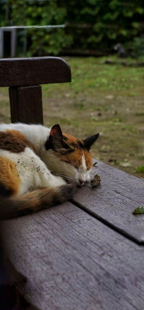 Photograph by Елена