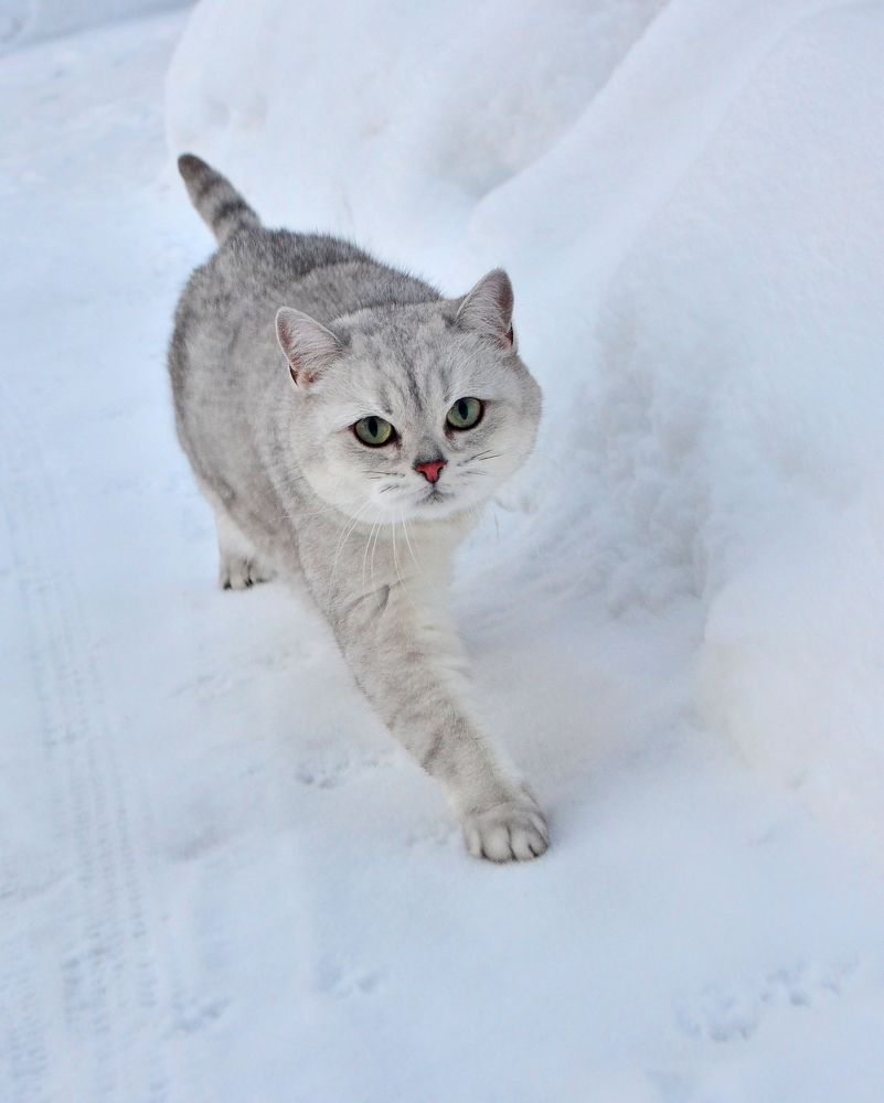 Фотография автора Алла Кожевникова