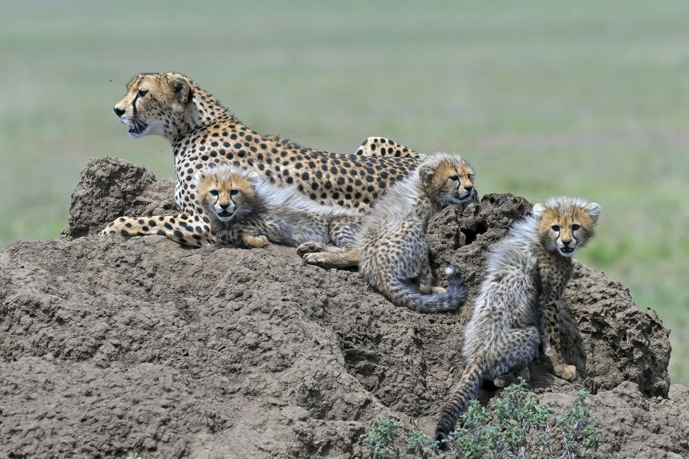 Photograph by Dilip Shah