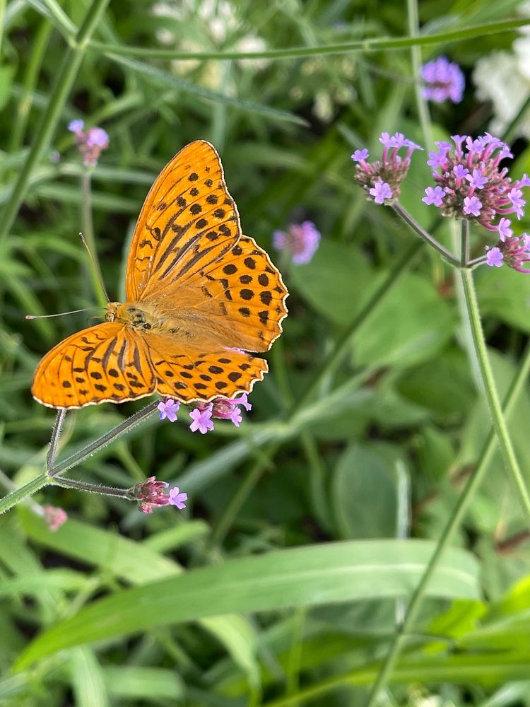 Photograph by Raisa Belova