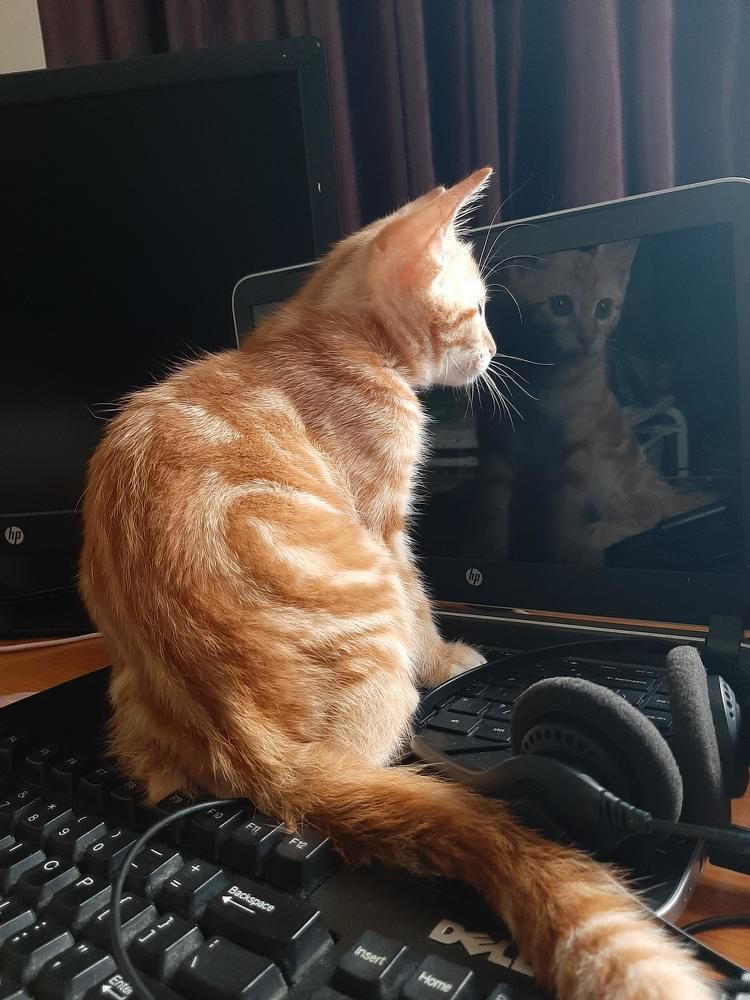 Фотография автора Hepzibah Guna Sakaran