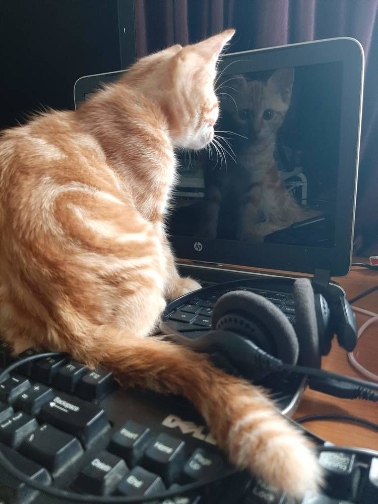 Фотография автора Hepzibah Guna Sakaran