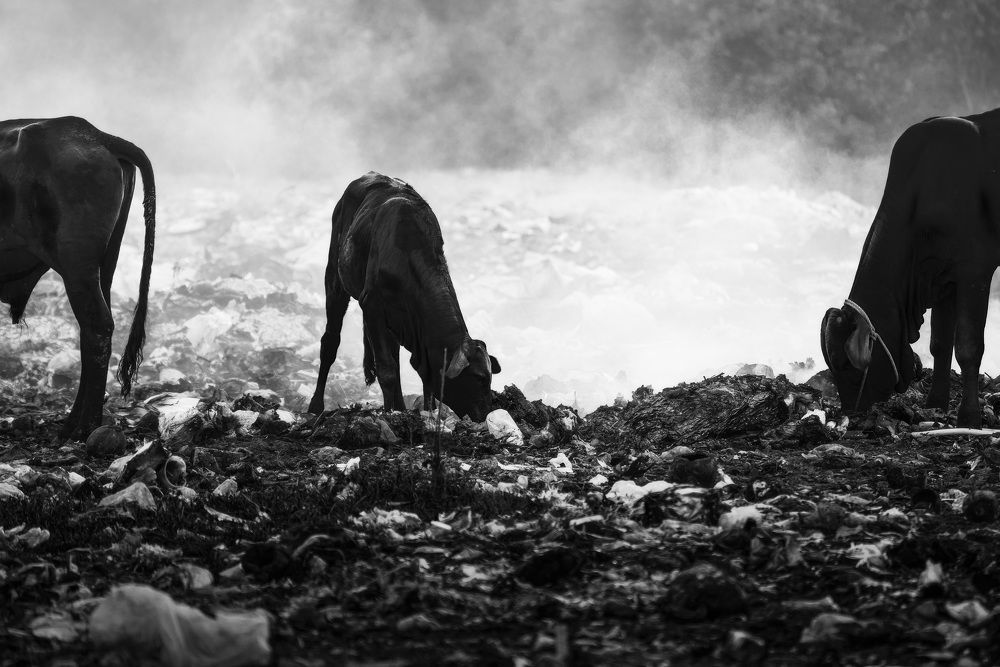 Photograph by Cao Ky Nhan