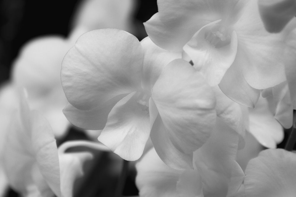 Photograph by Alice White