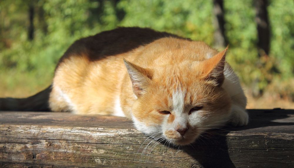 Photograph by Елисеев Александр