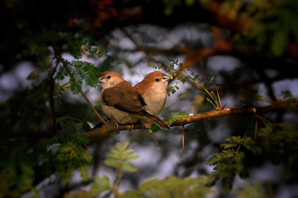 Photograph by Sunny Gajjar