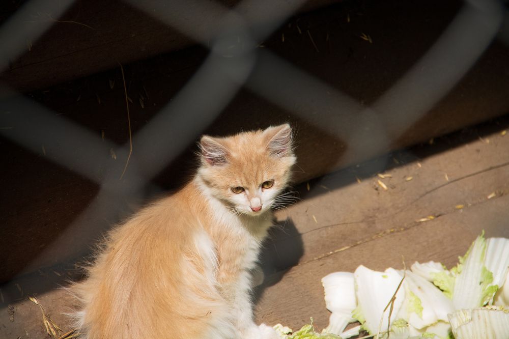 Photograph by Елисеев Александр