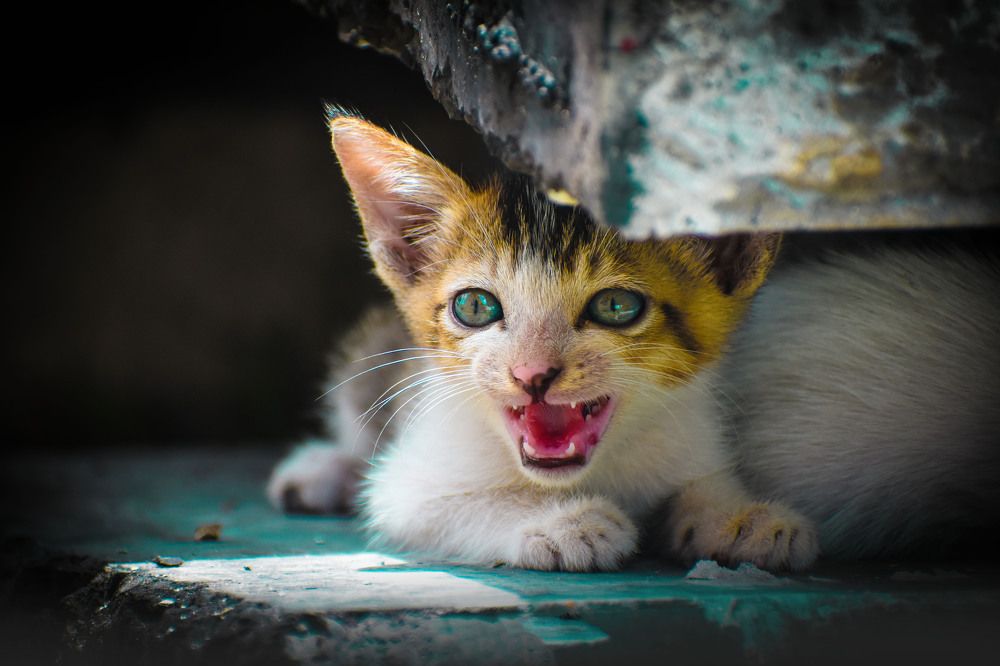 Photograph by Shaibal Tarafdar