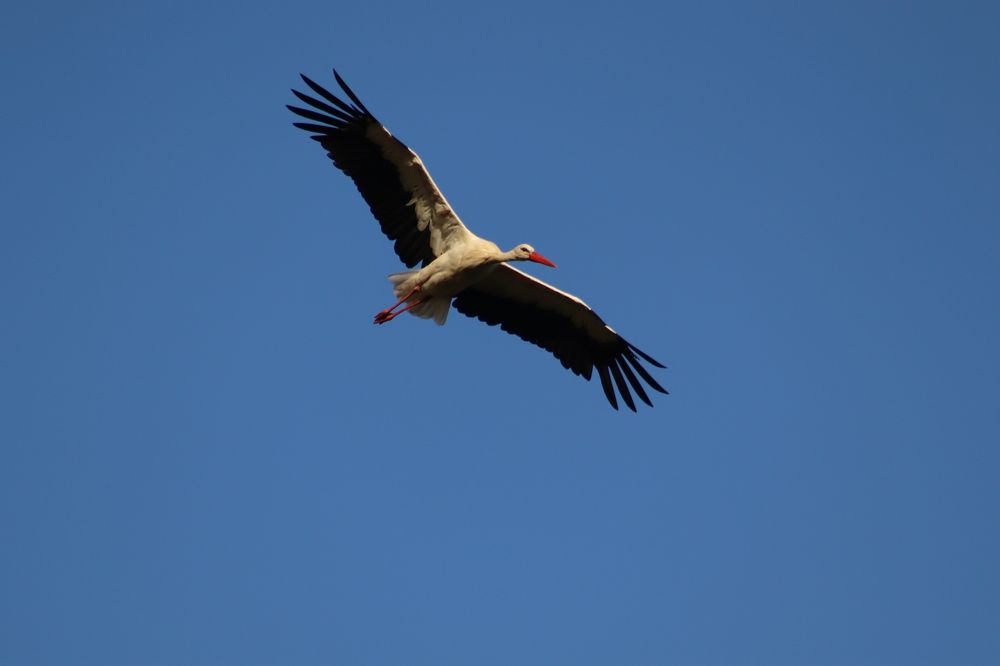 Photograph by José António Garcia Ferreira de Almeida