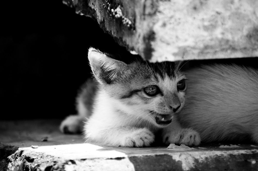 Photograph by Shaibal Tarafdar