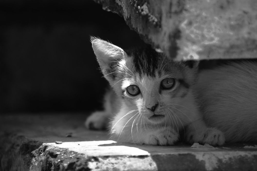 Photograph by Shaibal Tarafdar