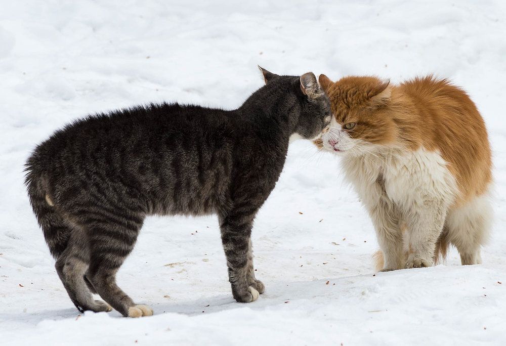 Photograph by Андрей Андрианов