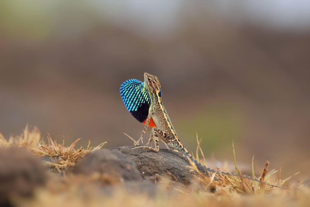 Photograph by Saurabh naigaonkar