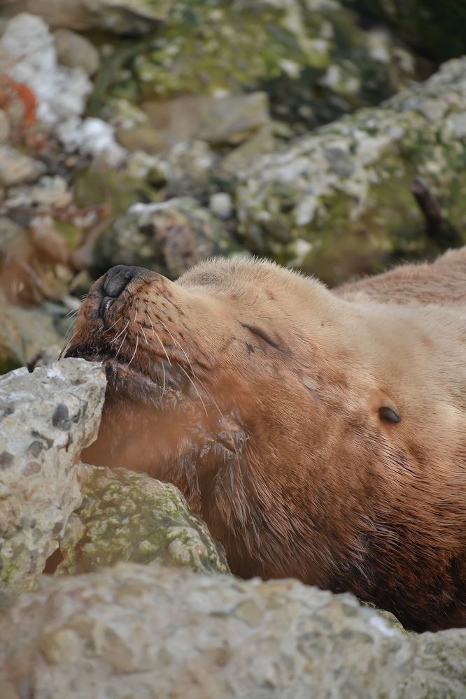 Сивуч. Отдыхает