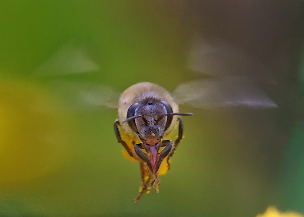 Фотография автора SK Shahbaj Ahmed