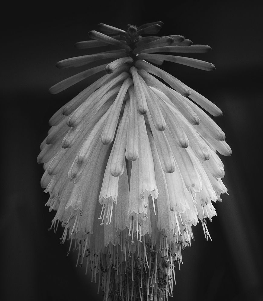 Photograph by Alice White