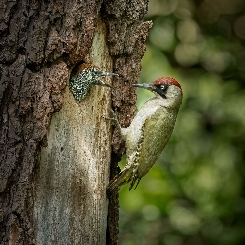 Photograph by Carmen