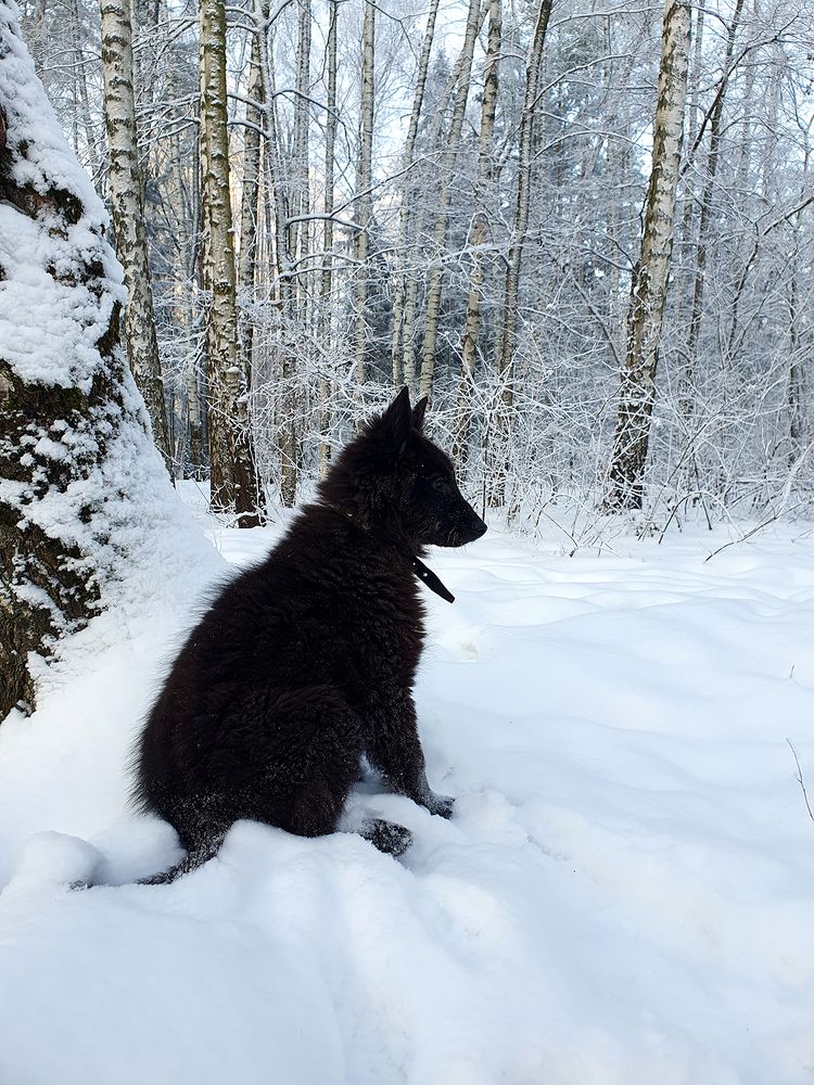 Фотография автора Надежда Лисицына