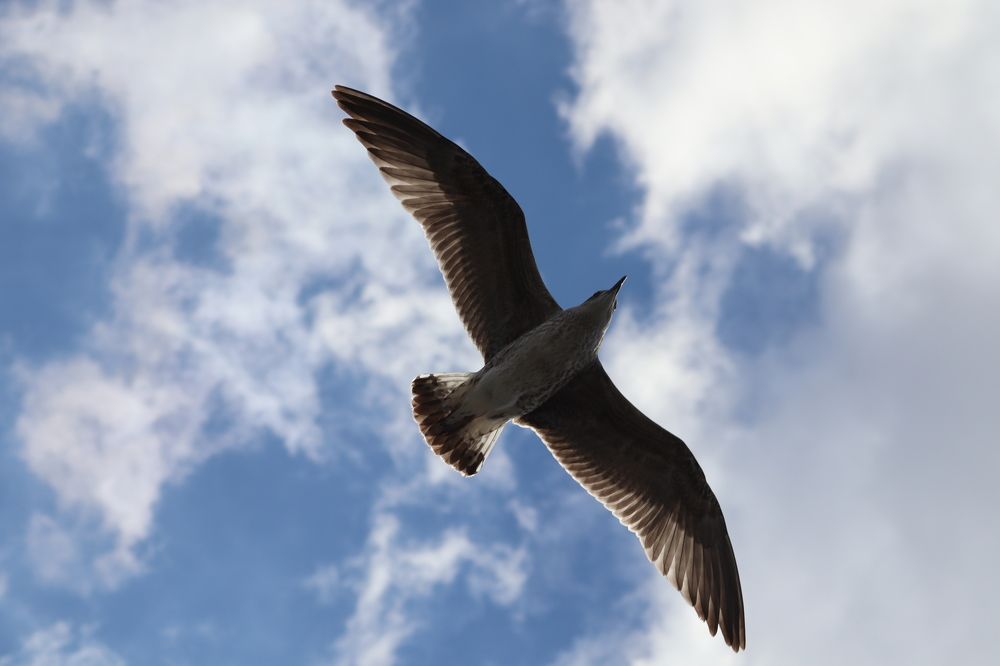 Photograph by José António Garcia Ferreira de Almeida