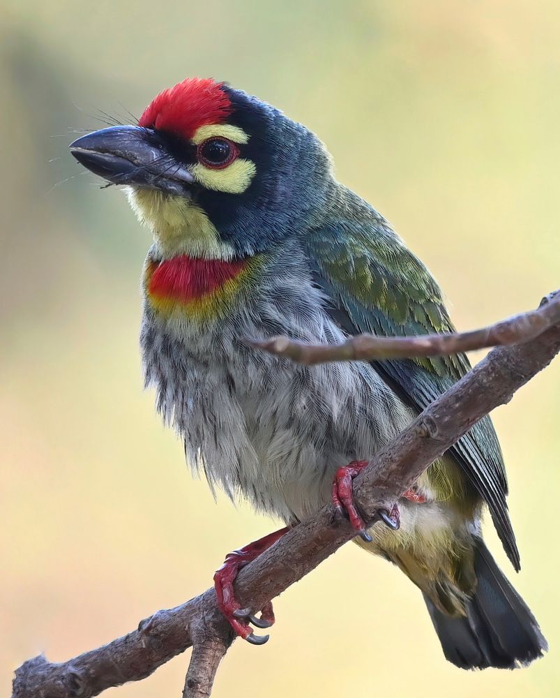 Photograph by Sunny Gajjar