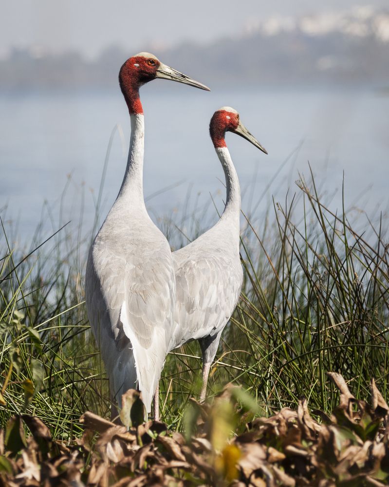 Photograph by Nyonika Rawal