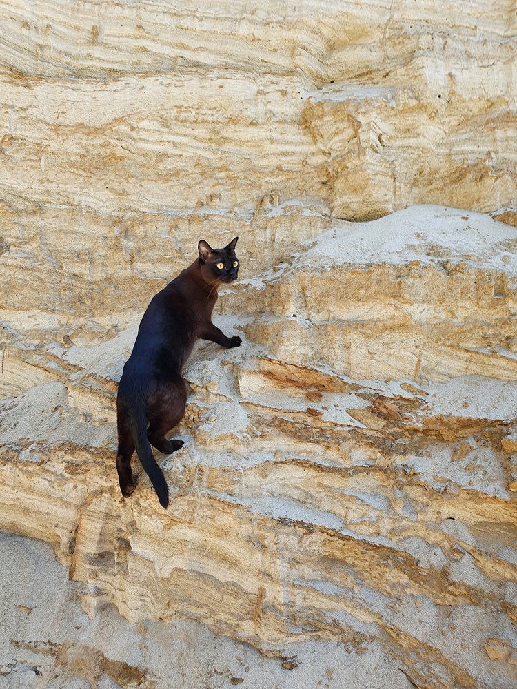 С кошкой на природе