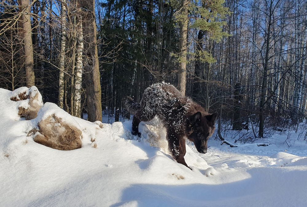 Фотография автора Надежда Лисицына