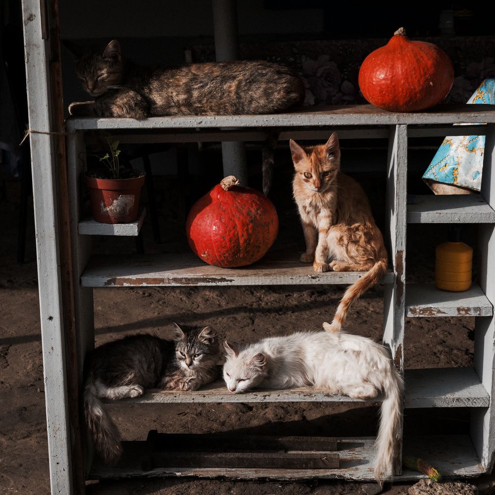 Photograph by Sergey Shulga