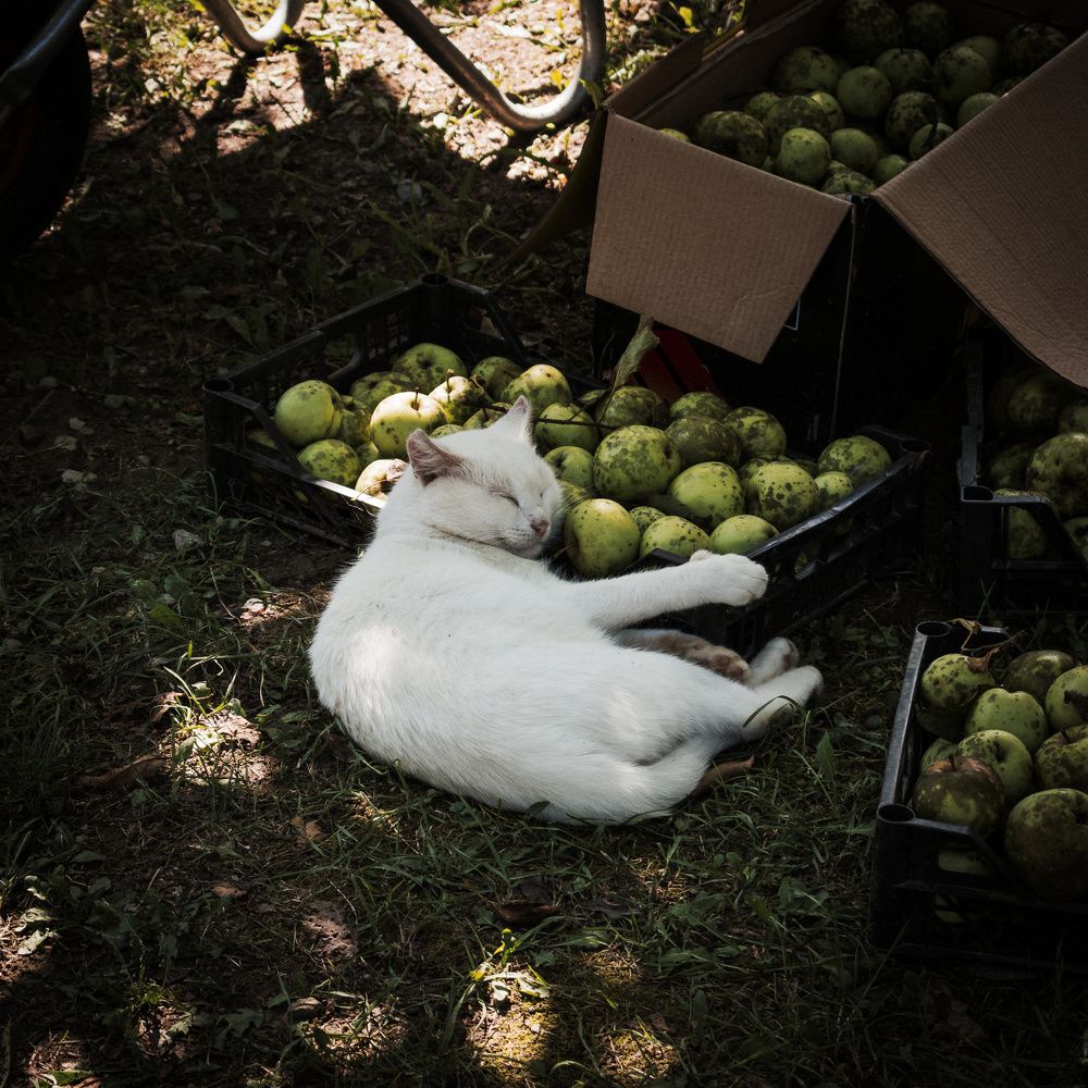 Photograph by Sergey Shulga