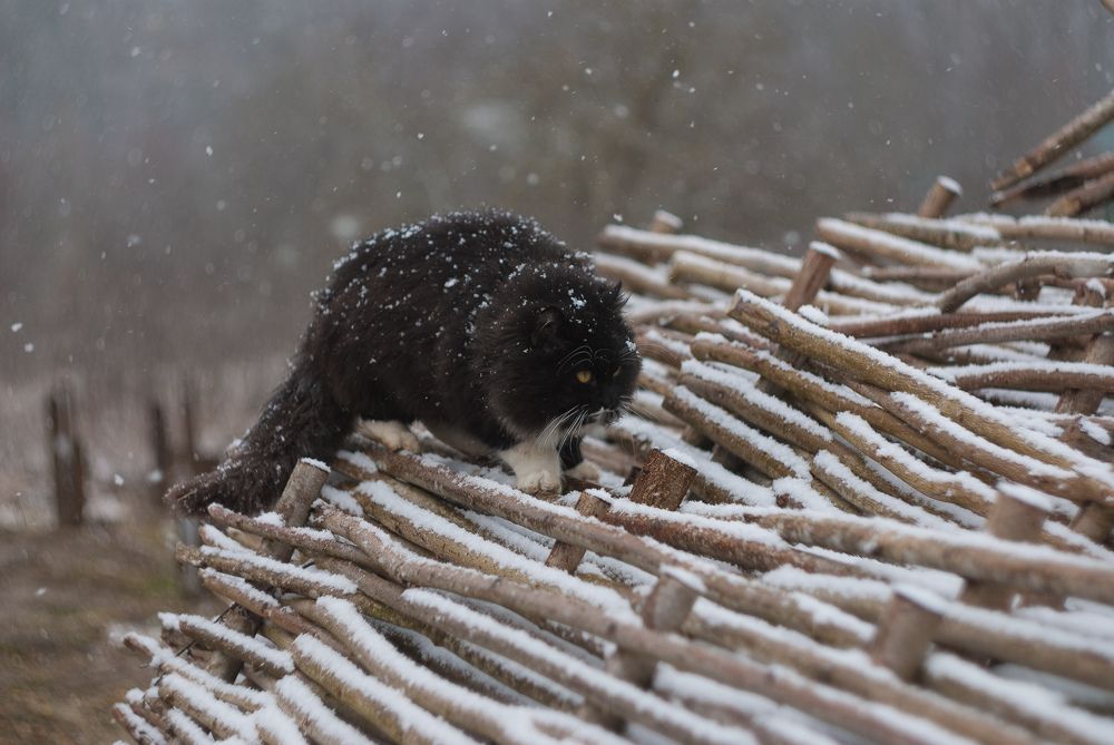 Photograph by Sergey Shulga