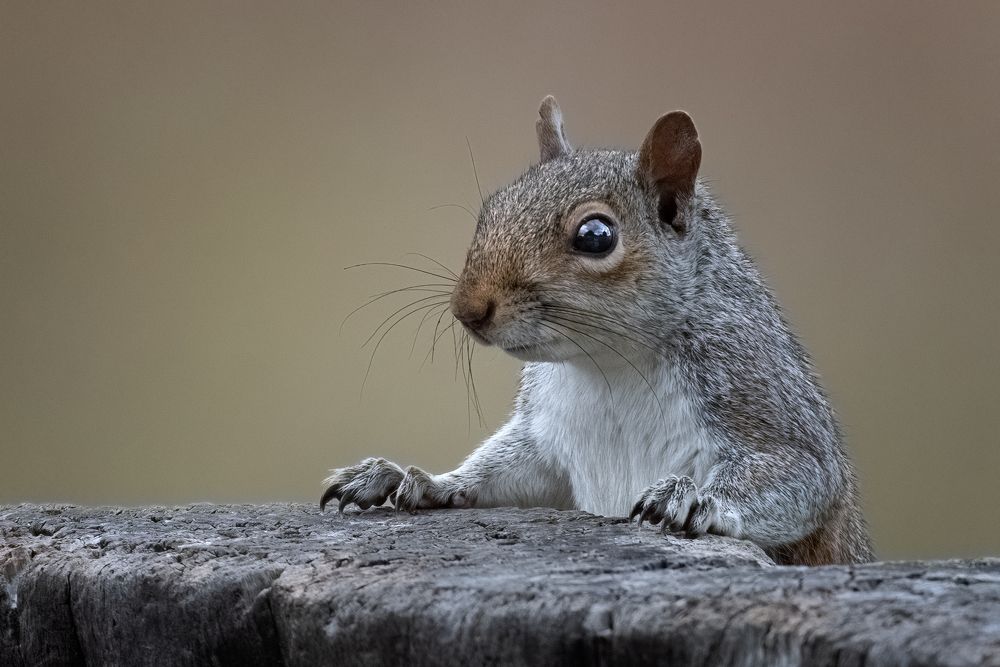 Photograph by Carmen