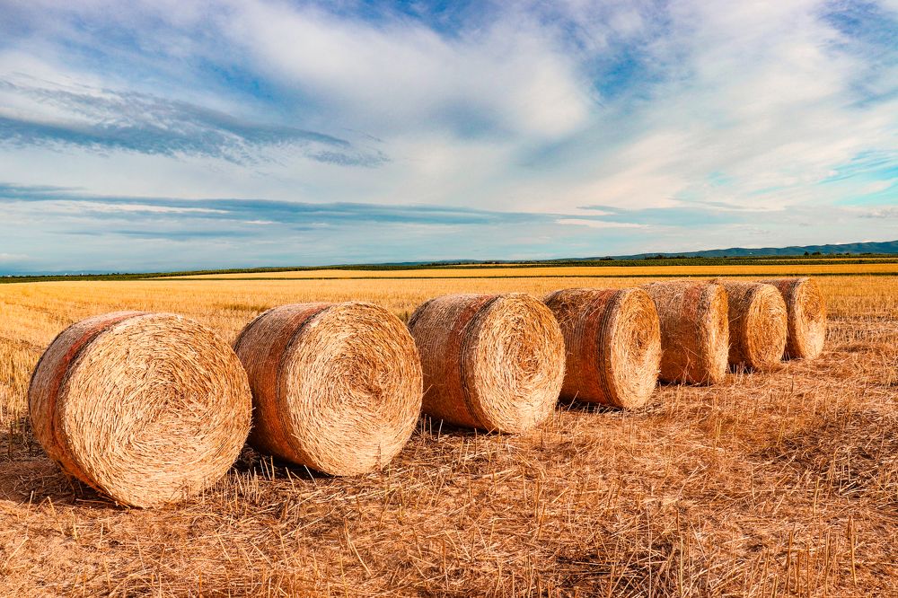 Photograph by Ch Ancuta