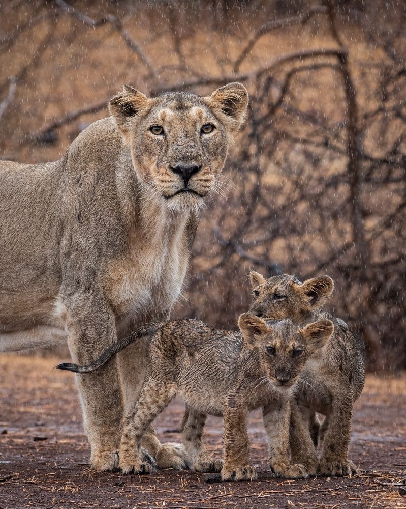 Photograph by mayur kalab